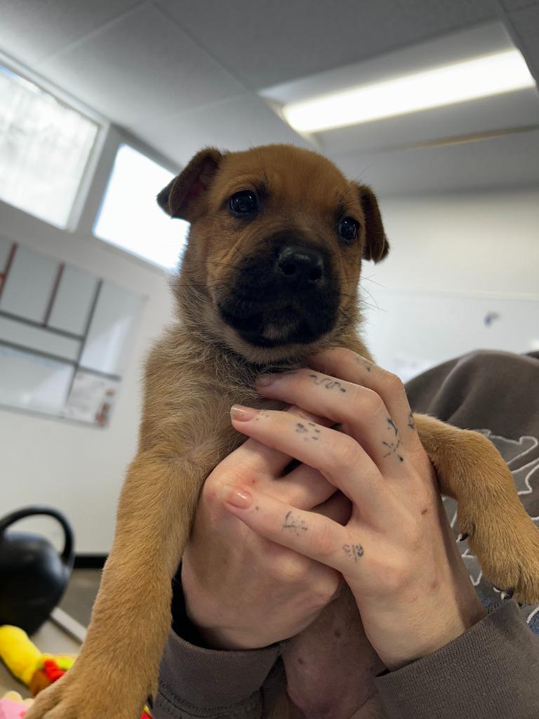 Enlarge Prozac, a Adoptable mixed breed in Thousand Oaks, CA image 1/2