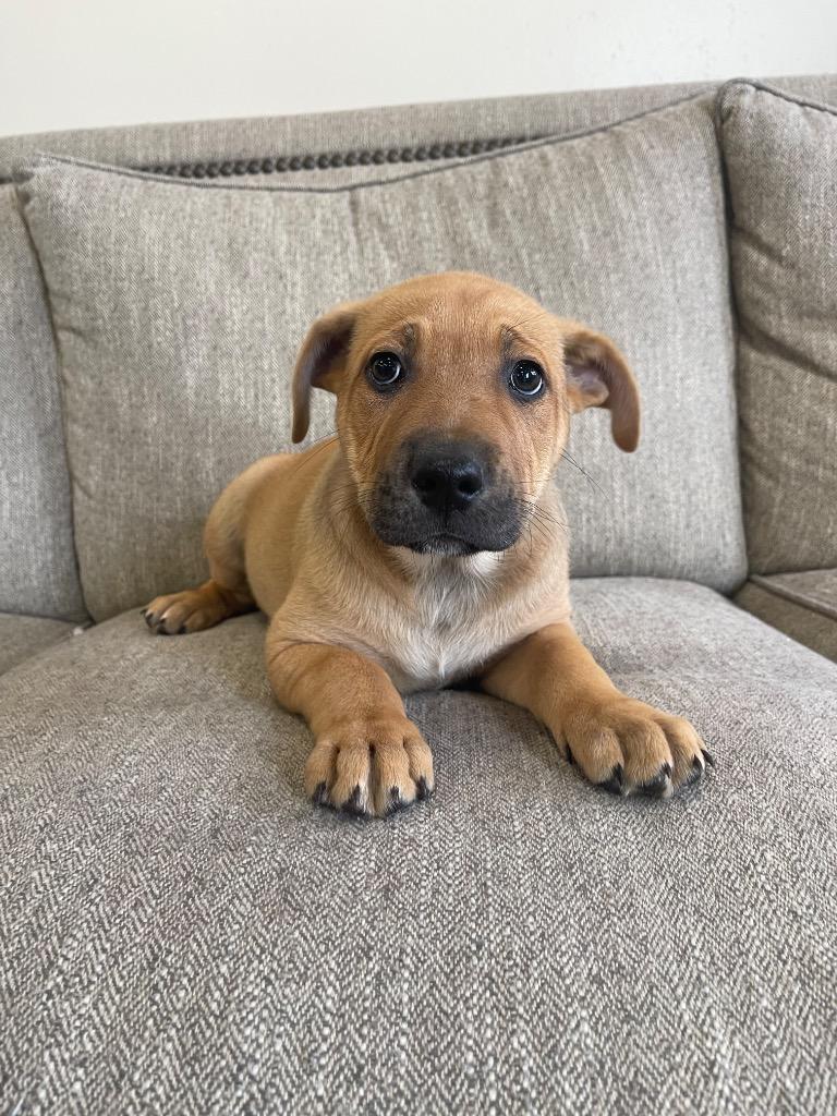 Enlarge Prozac, a Adoptable mixed breed in Thousand Oaks, CA image 2/2