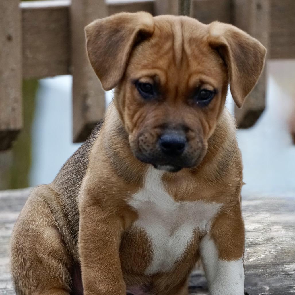 NY Peter Pan Avail Jan 18 (Tractor Supply - Patterson), Adoptable, Puppy Male Boxer & Shepherd.