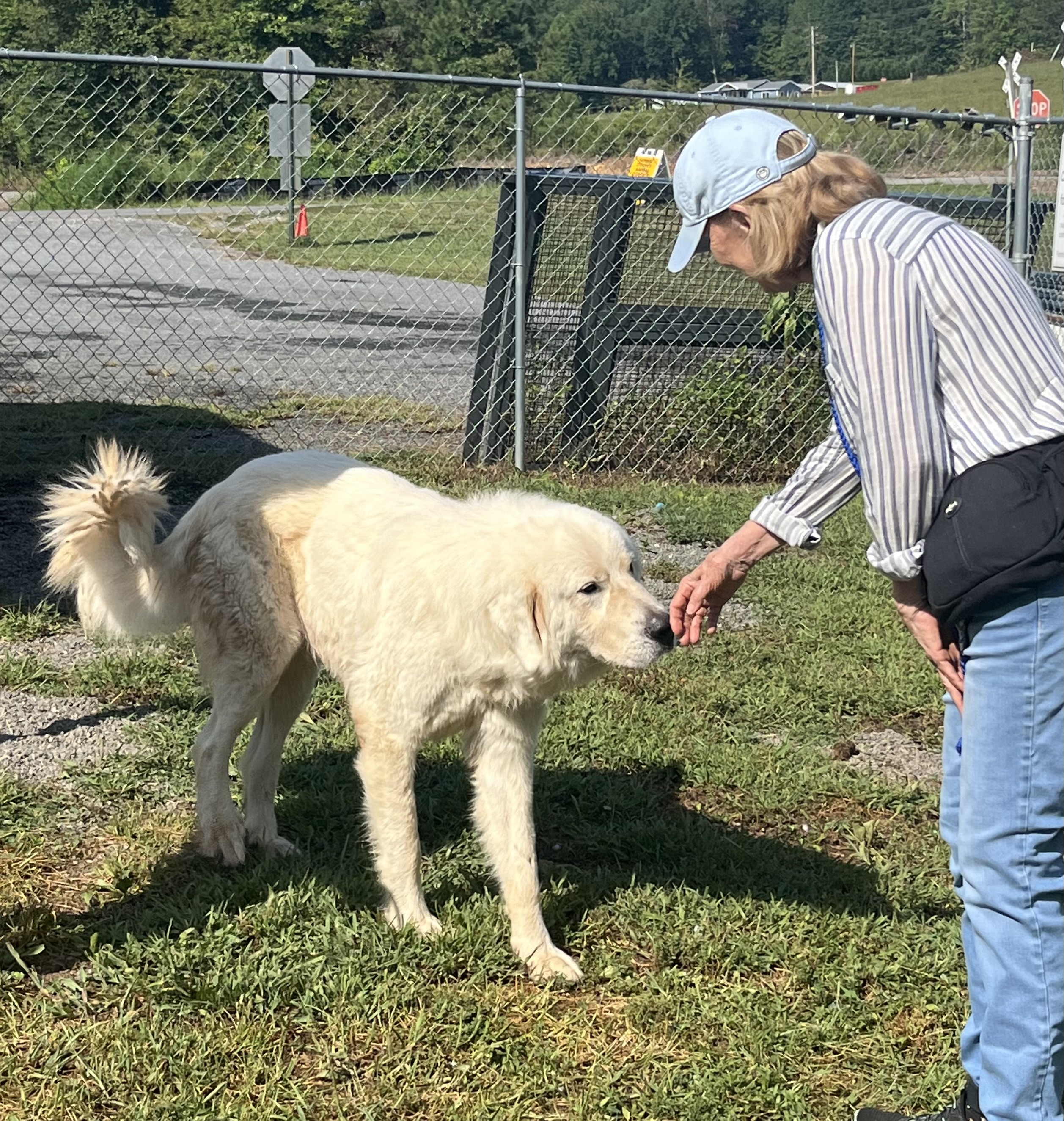Falcore, a Adopted Great Pyrenees in Blue Ridge, GA image 4/6