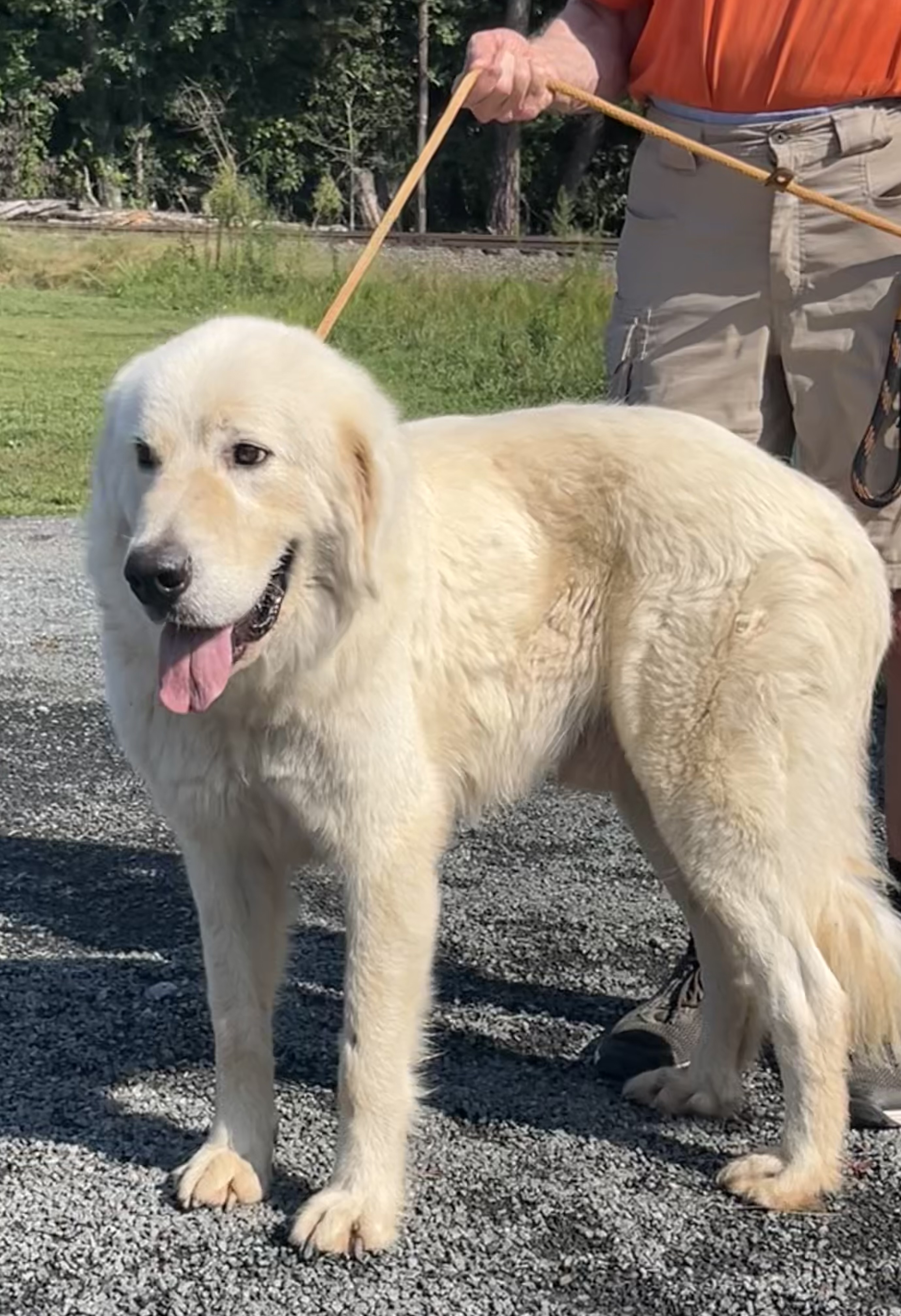 Falcore, a Adopted Great Pyrenees in Blue Ridge, GA image 2/6
