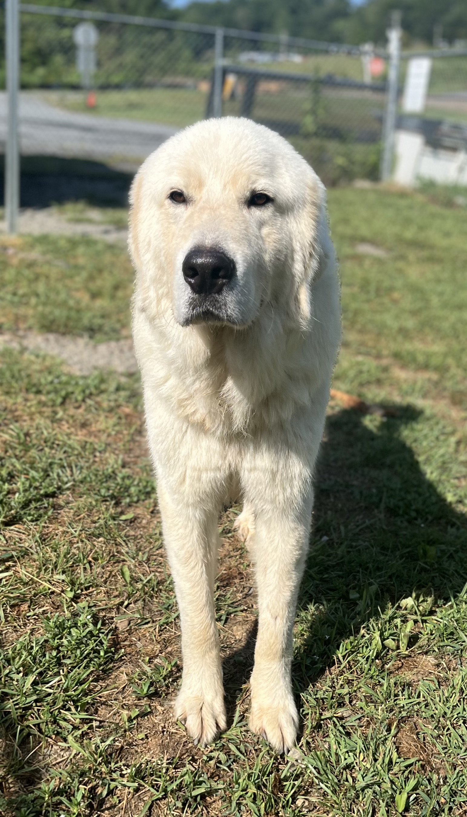 Falcore, Adopted, Adult Male Great Pyrenees.