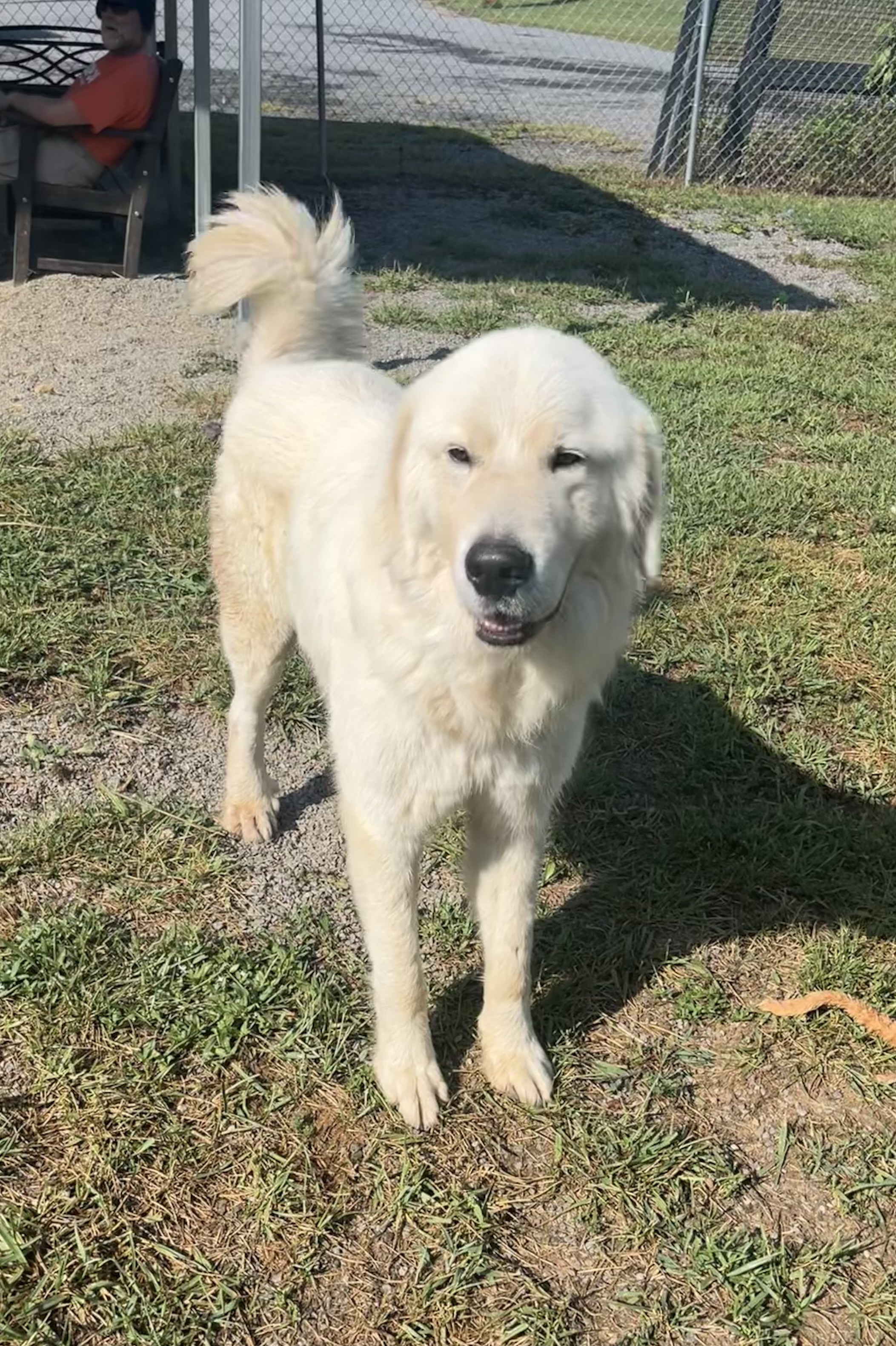 Falcore, a Adopted Great Pyrenees in Blue Ridge, GA image 5/6