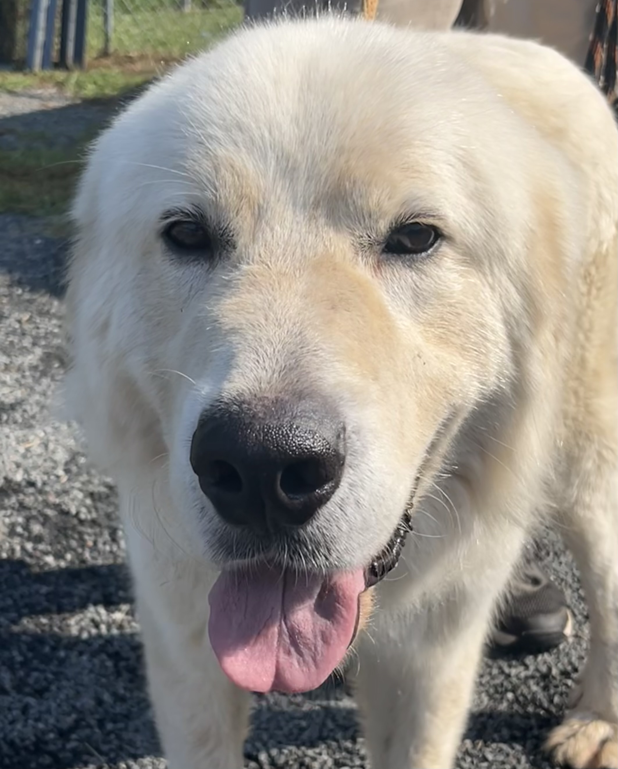Falcore, a Adopted Great Pyrenees in Blue Ridge, GA image 6/6