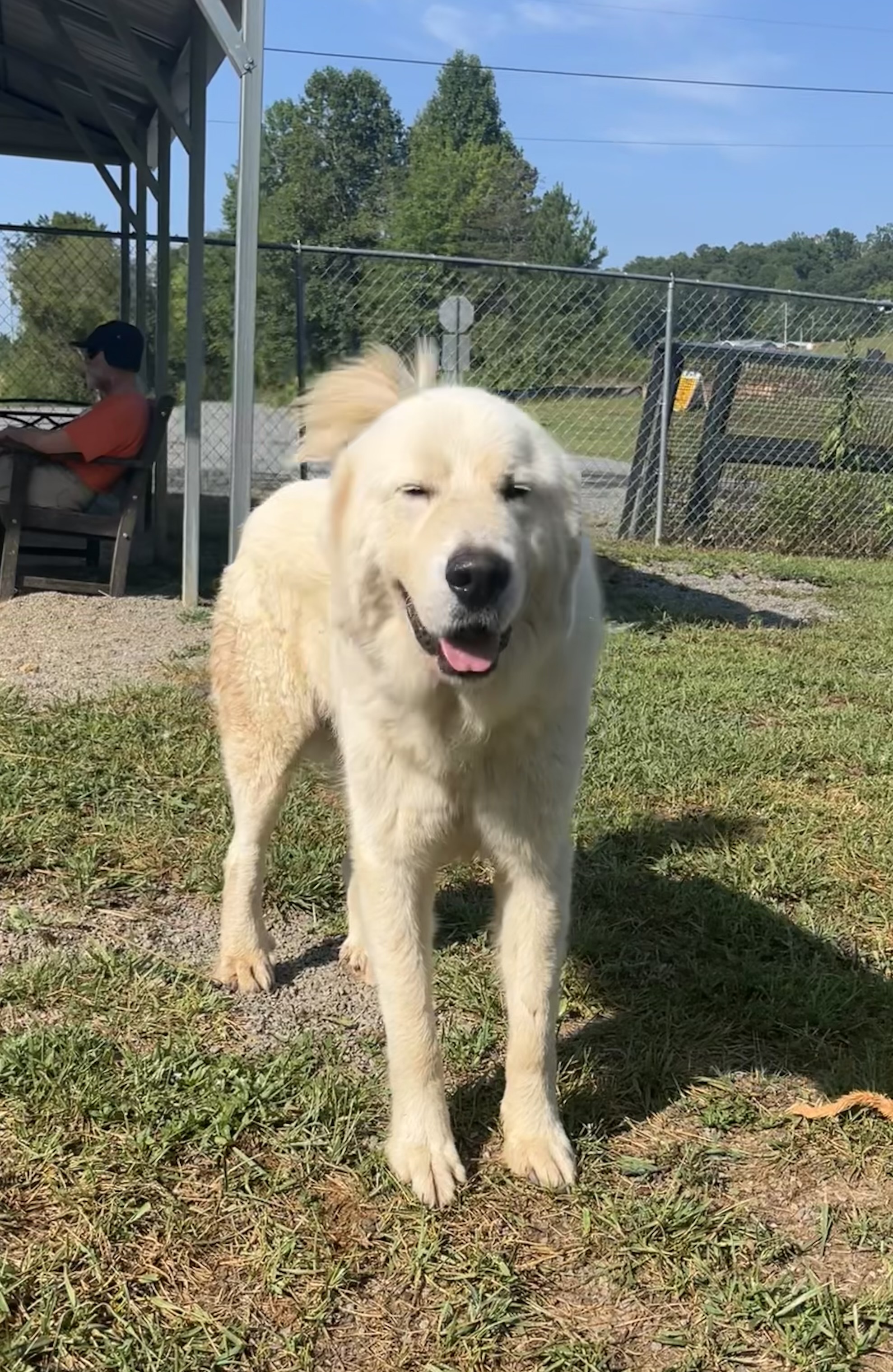 Falcore, a Adopted Great Pyrenees in Blue Ridge, GA image 3/6