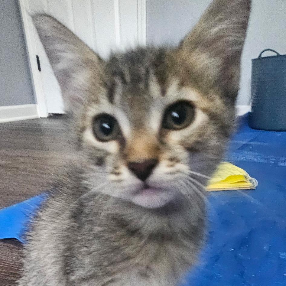 Enlarge Lightning, a Adoptable Domestic Short Hair in Springfield, IL image 1/1