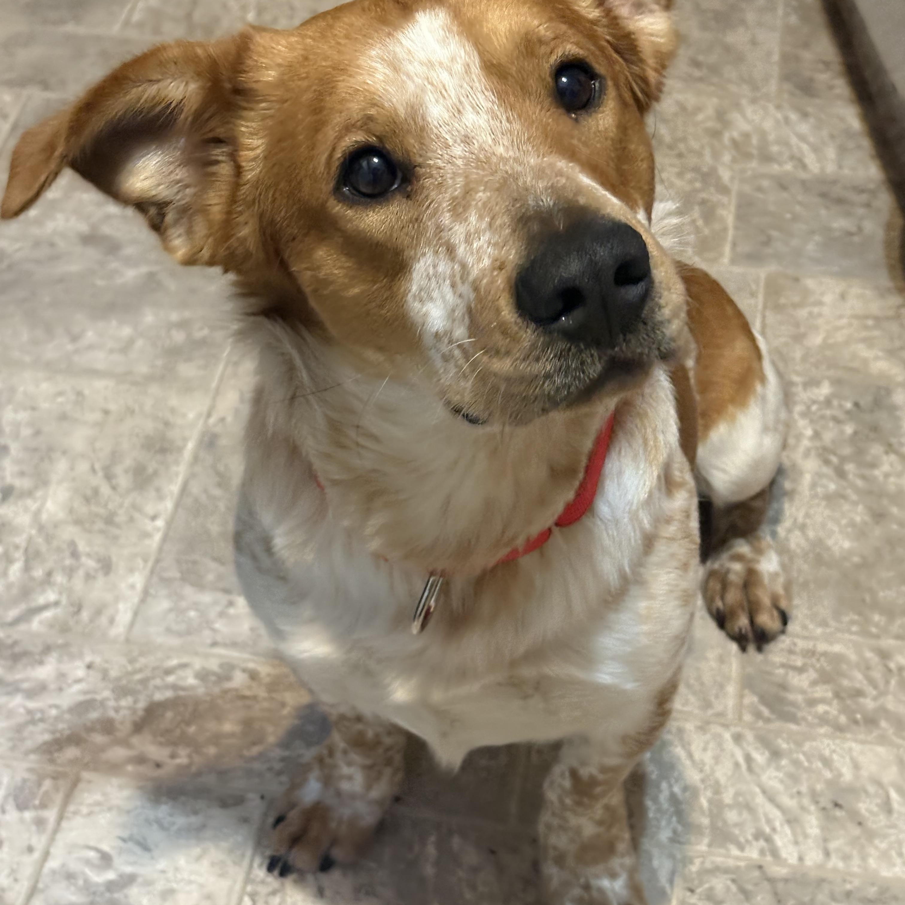 Skunk, ADOPTABLE, Young Male Corgi & Australian Cattle Dog / Blue Heeler.