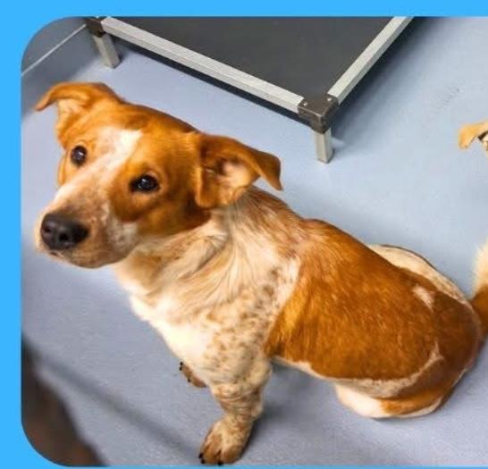 Skunk, a ADOPTABLE mixed breed in Hillsdale, NY image 3/3