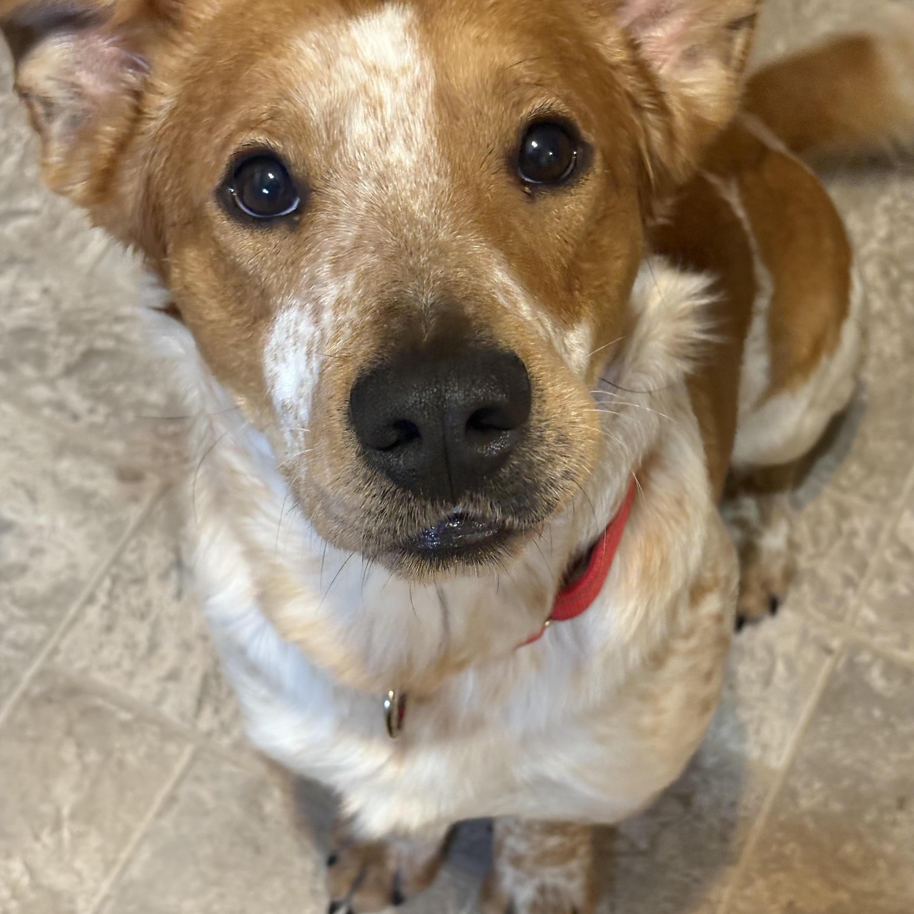 Enlarge Skunk, a ADOPTABLE mixed breed in Hillsdale, NY image 2/5