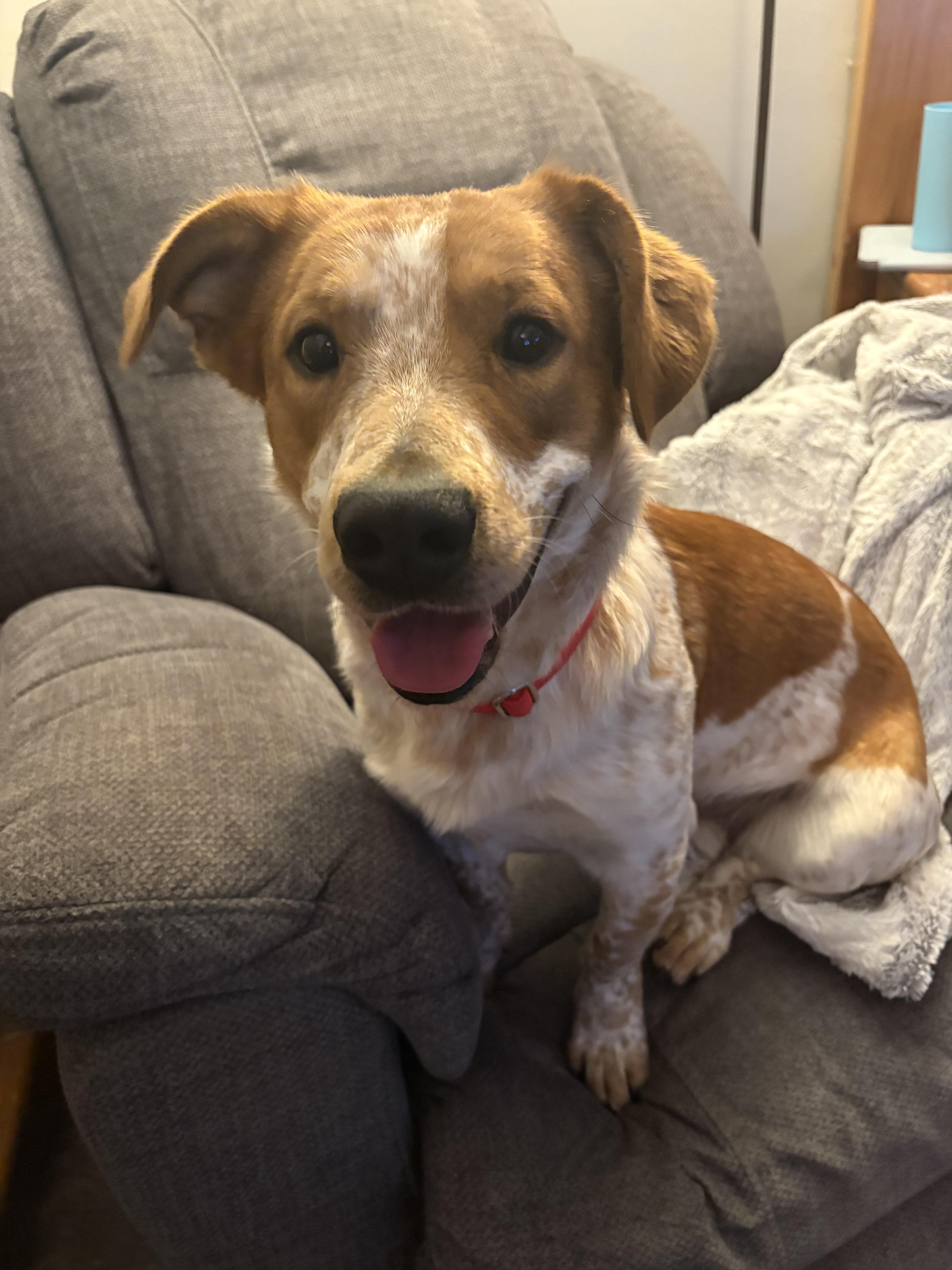 Enlarge Skunk, a ADOPTABLE mixed breed in Hillsdale, NY image 5/5