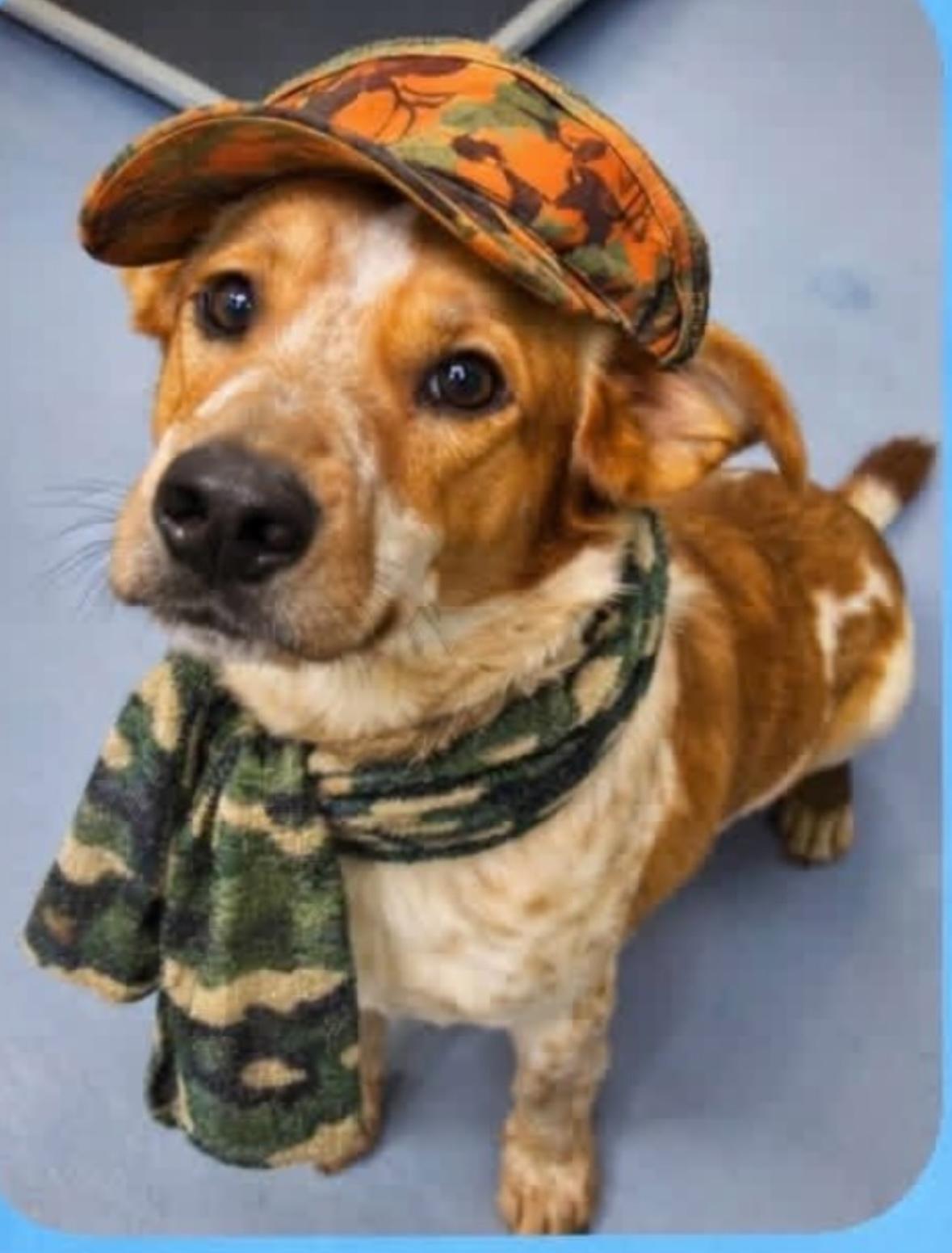 Skunk, a ADOPTABLE mixed breed in Hillsdale, NY image 2/3