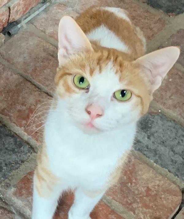 Mister Orange, Adoptable, Adult Male Domestic Short Hair.