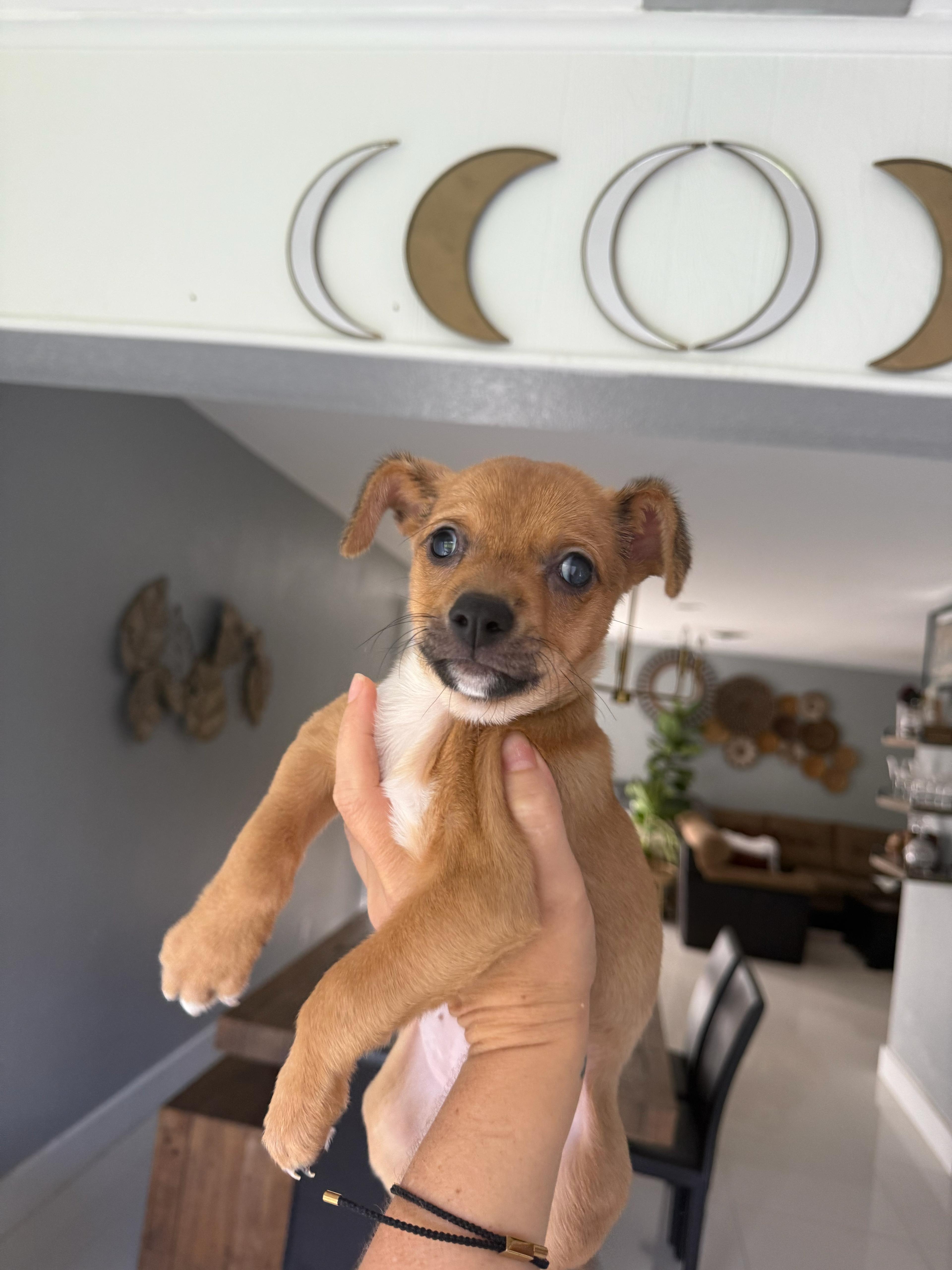 Enlarge Matilda, an adopted mixed breed in Sunrise, FL image 1/5