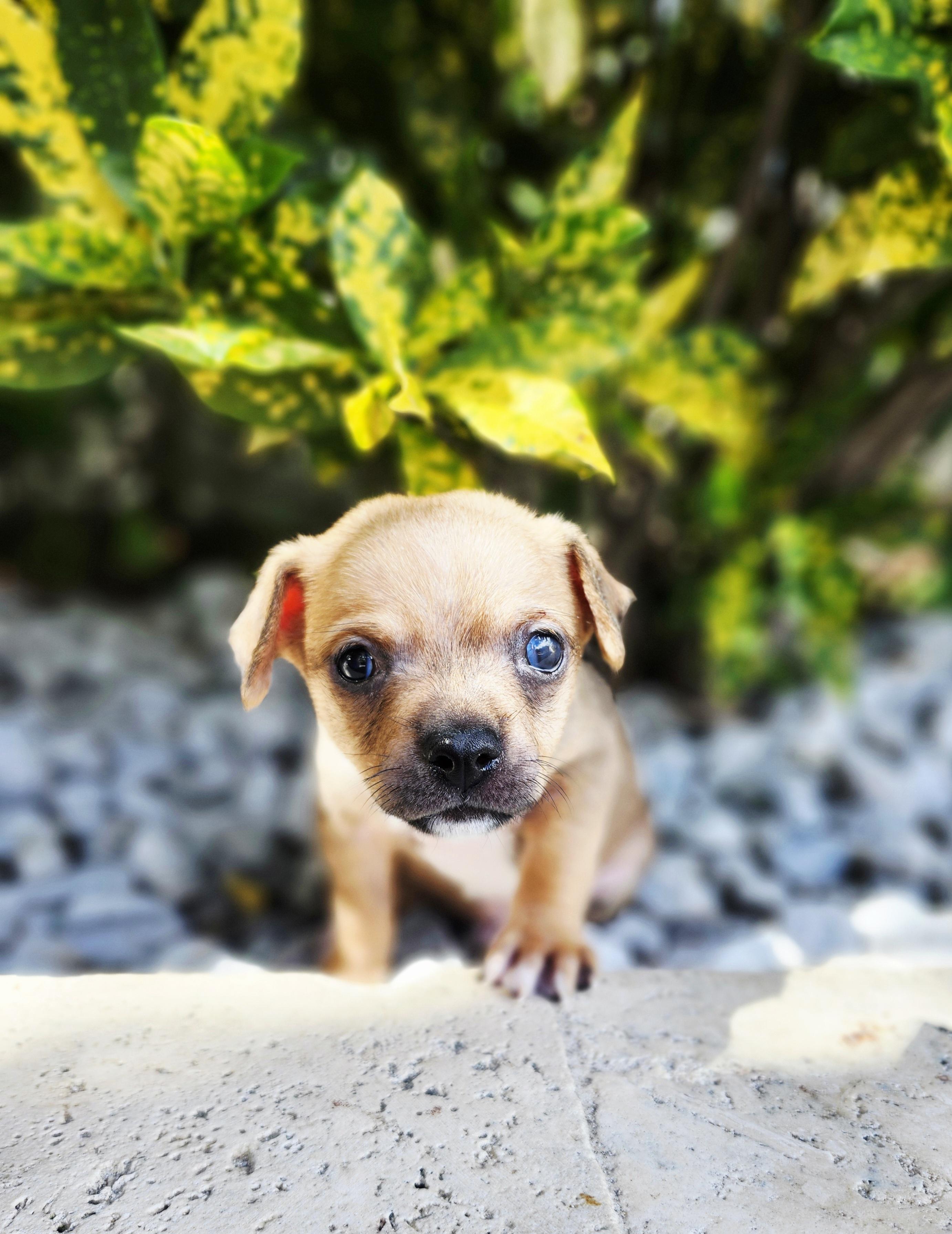 Enlarge Matilda, an adopted mixed breed in Sunrise, FL image 2/5