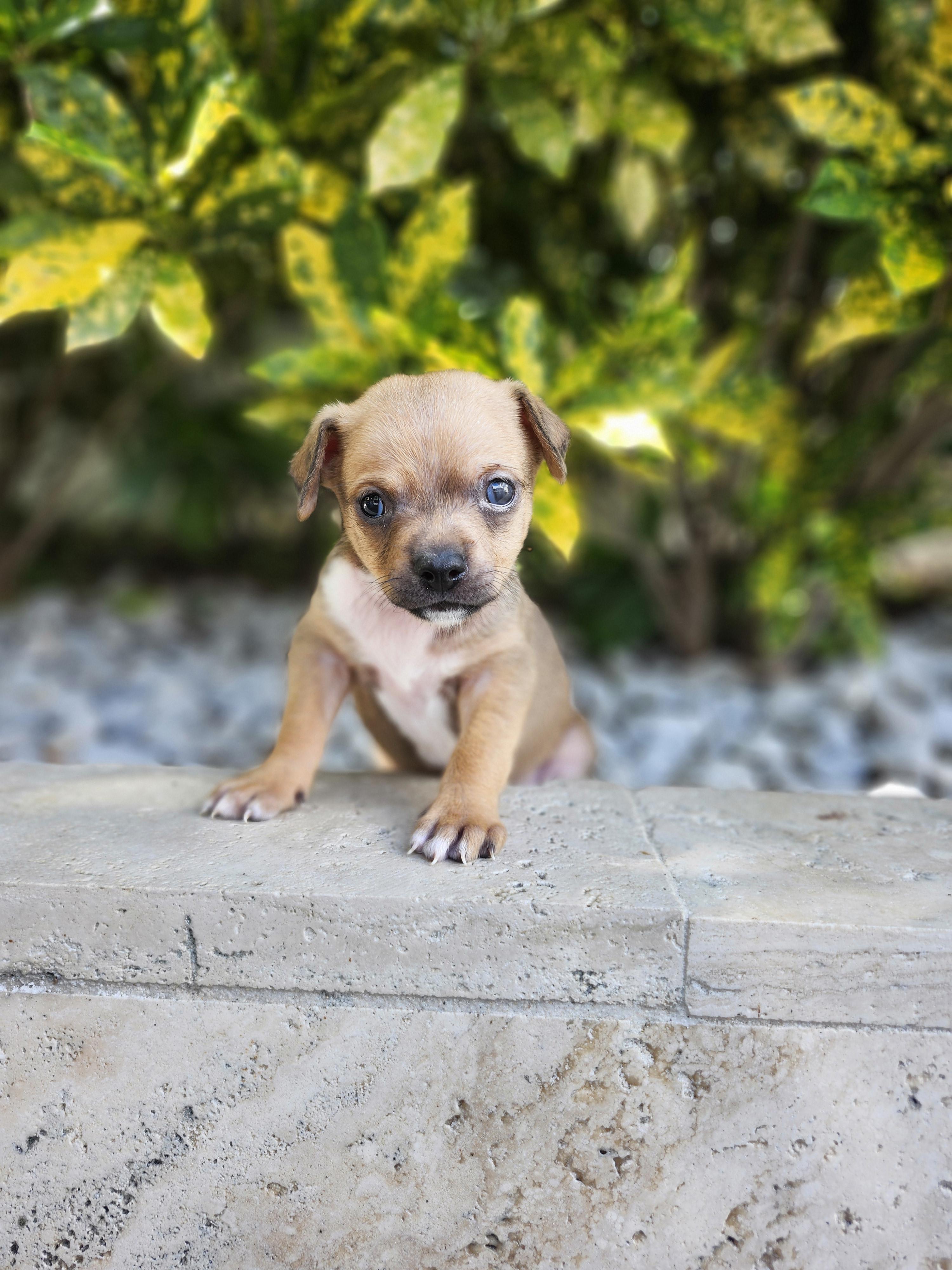 Enlarge Matilda, an adopted mixed breed in Sunrise, FL image 3/5