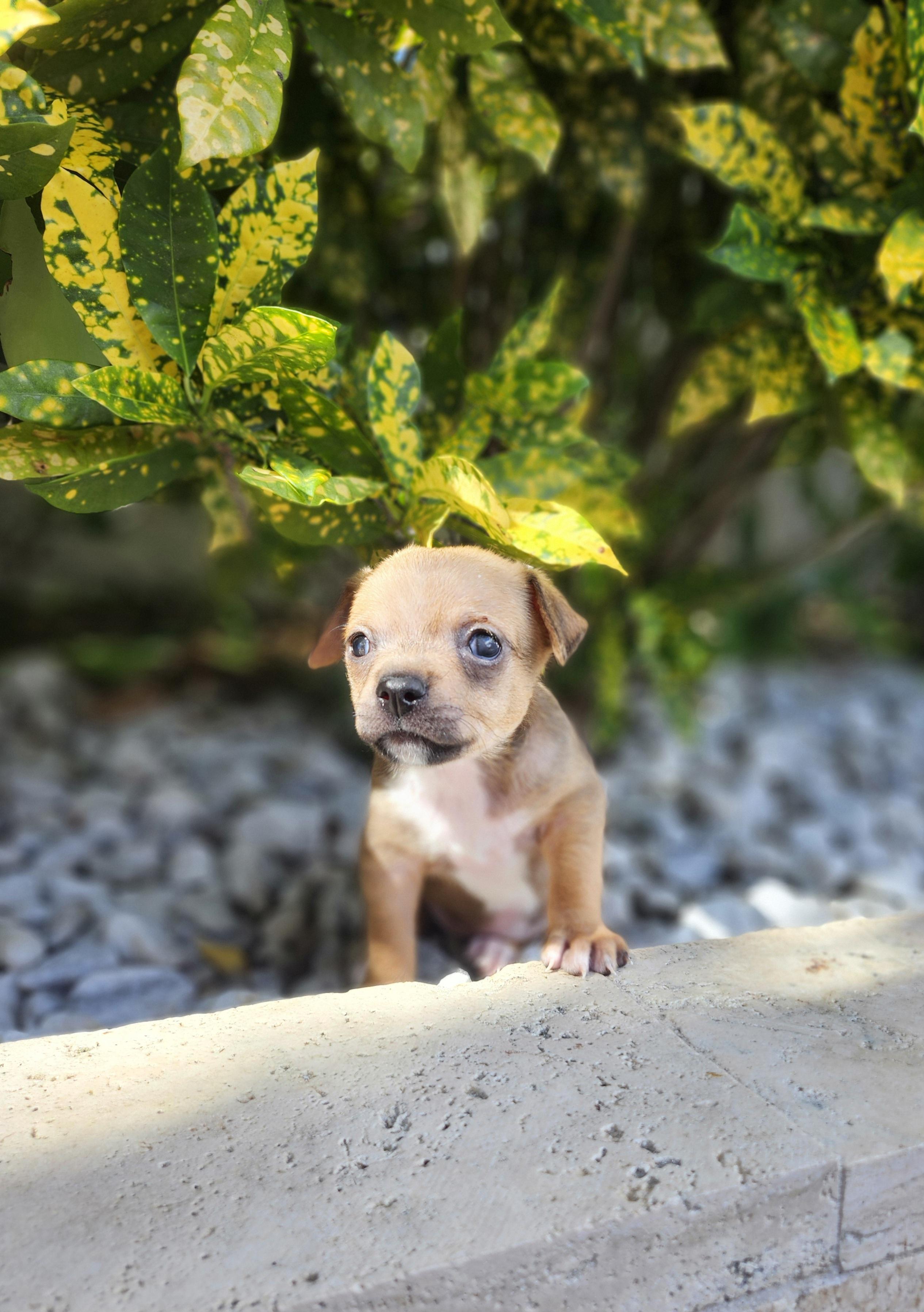 Enlarge Matilda, an adopted mixed breed in Sunrise, FL image 4/5