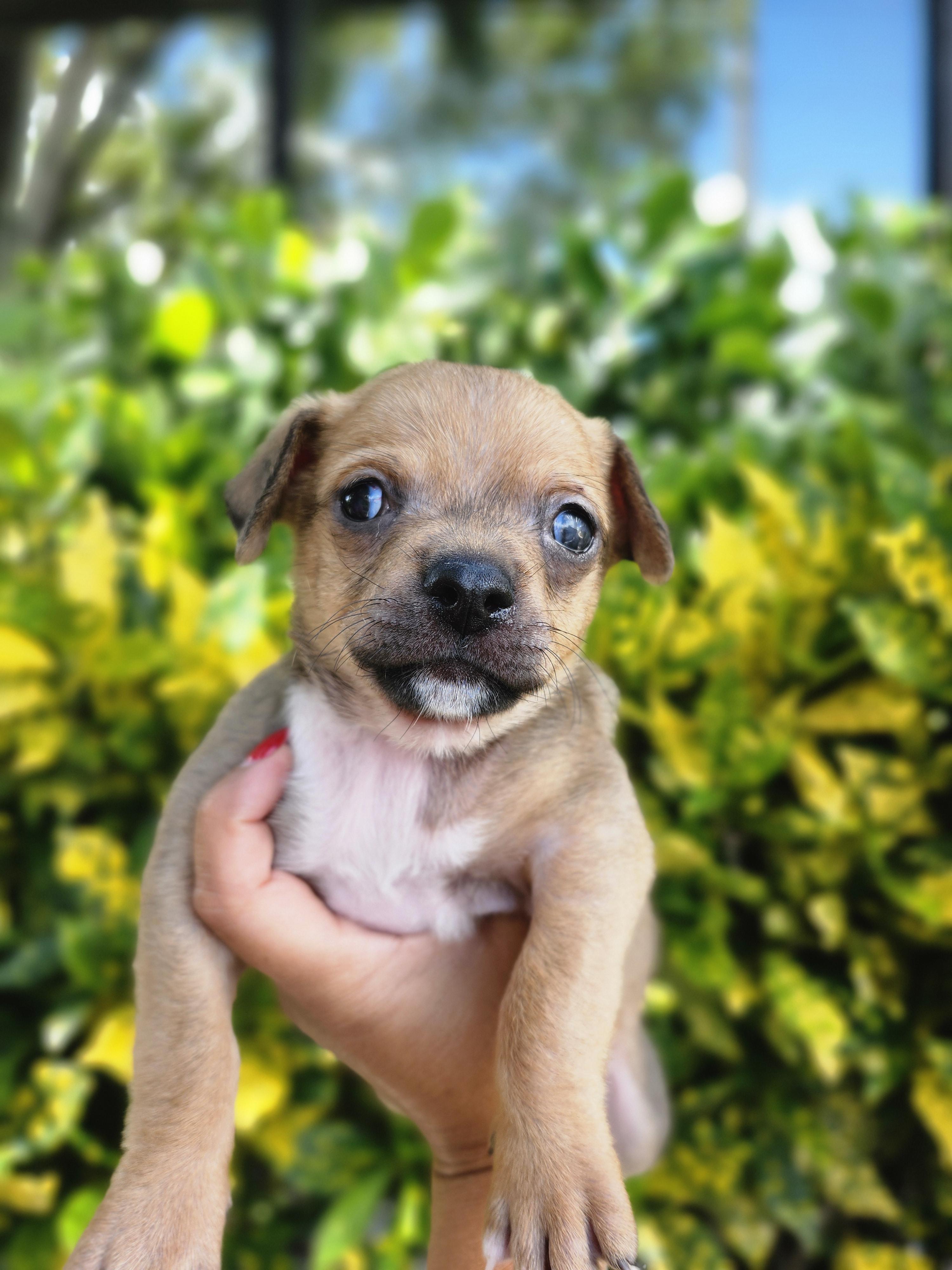 Enlarge Matilda, an adopted mixed breed in Sunrise, FL image 5/5