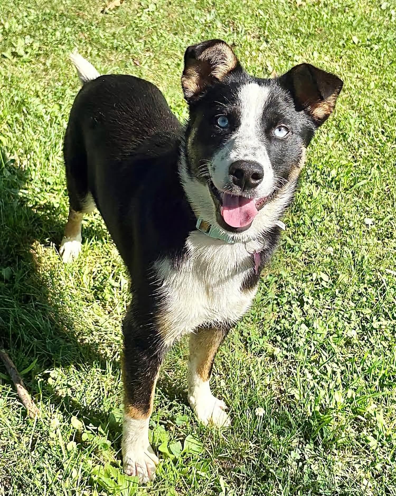 Cher, adopted, Puppy Female Australian Shepherd.