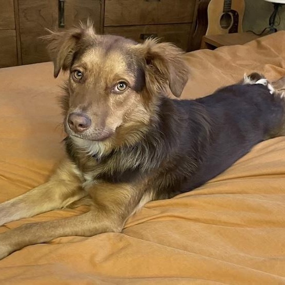 Enlarge Livvy, an adoptable mixed breed in Denver, CO image 3/6
