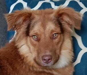 Enlarge Livvy, an adoptable mixed breed in Denver, CO image 5/6