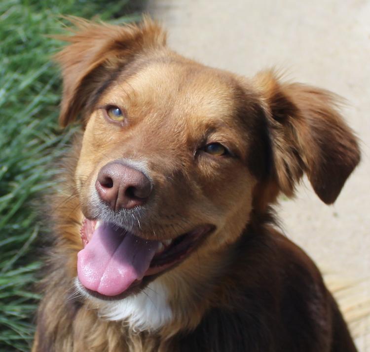 Livvy, adoptable, Adult Female Australian Shepherd.