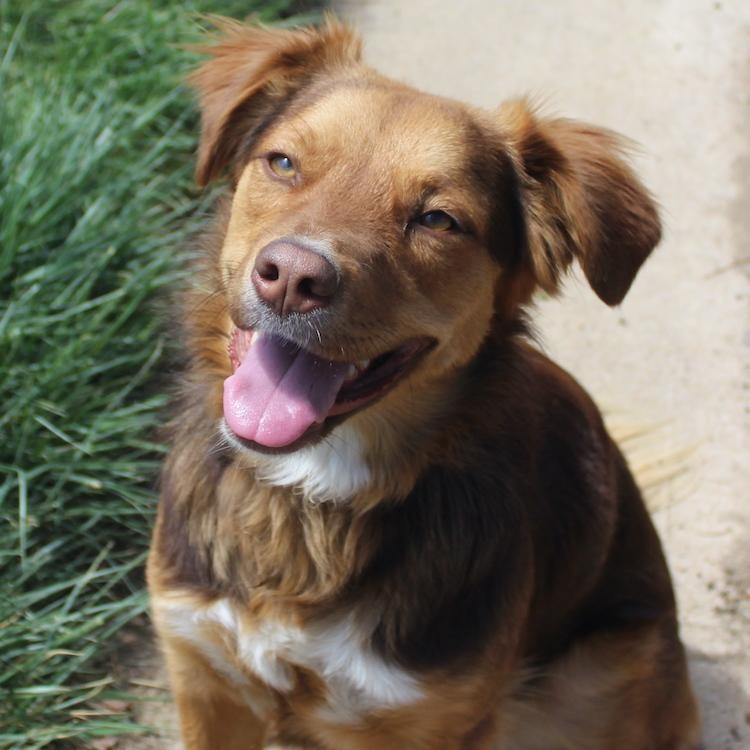 Enlarge Livvy, an adoptable mixed breed in Denver, CO image 2/6