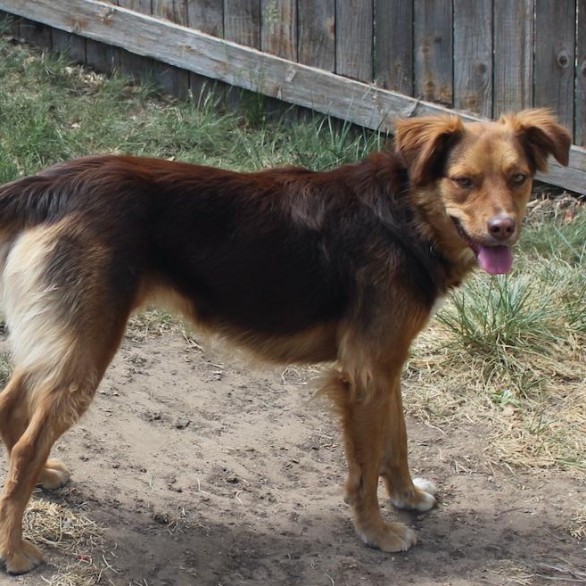 Enlarge Livvy, an adoptable mixed breed in Denver, CO image 4/6