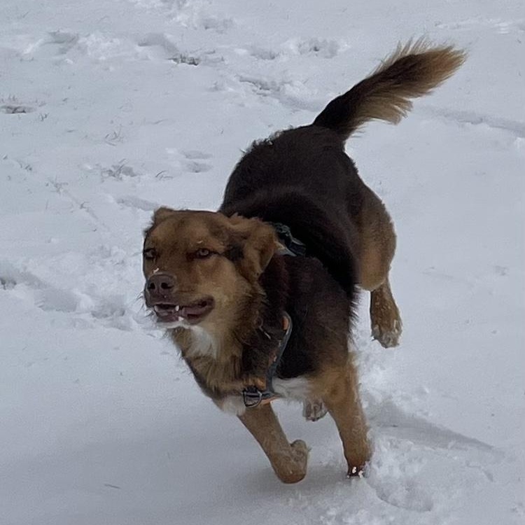 Enlarge Livvy, an adoptable mixed breed in Denver, CO image 6/6