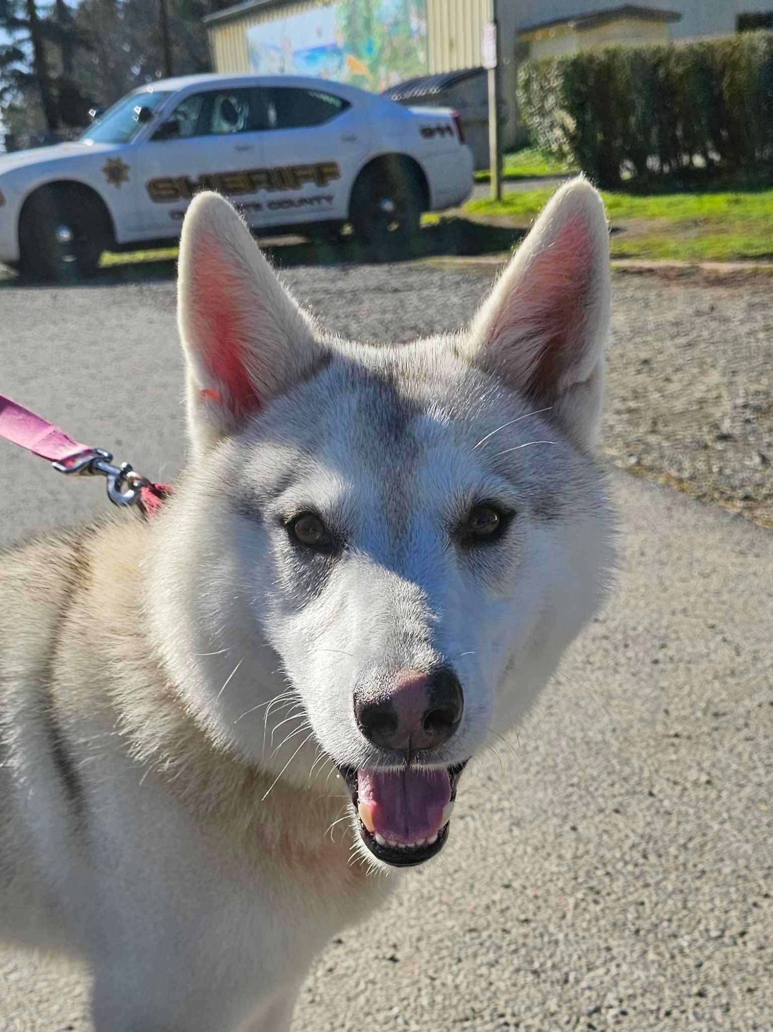 Enlarge Dino, a Adoptable Husky in Vancouver, WA image 1/5