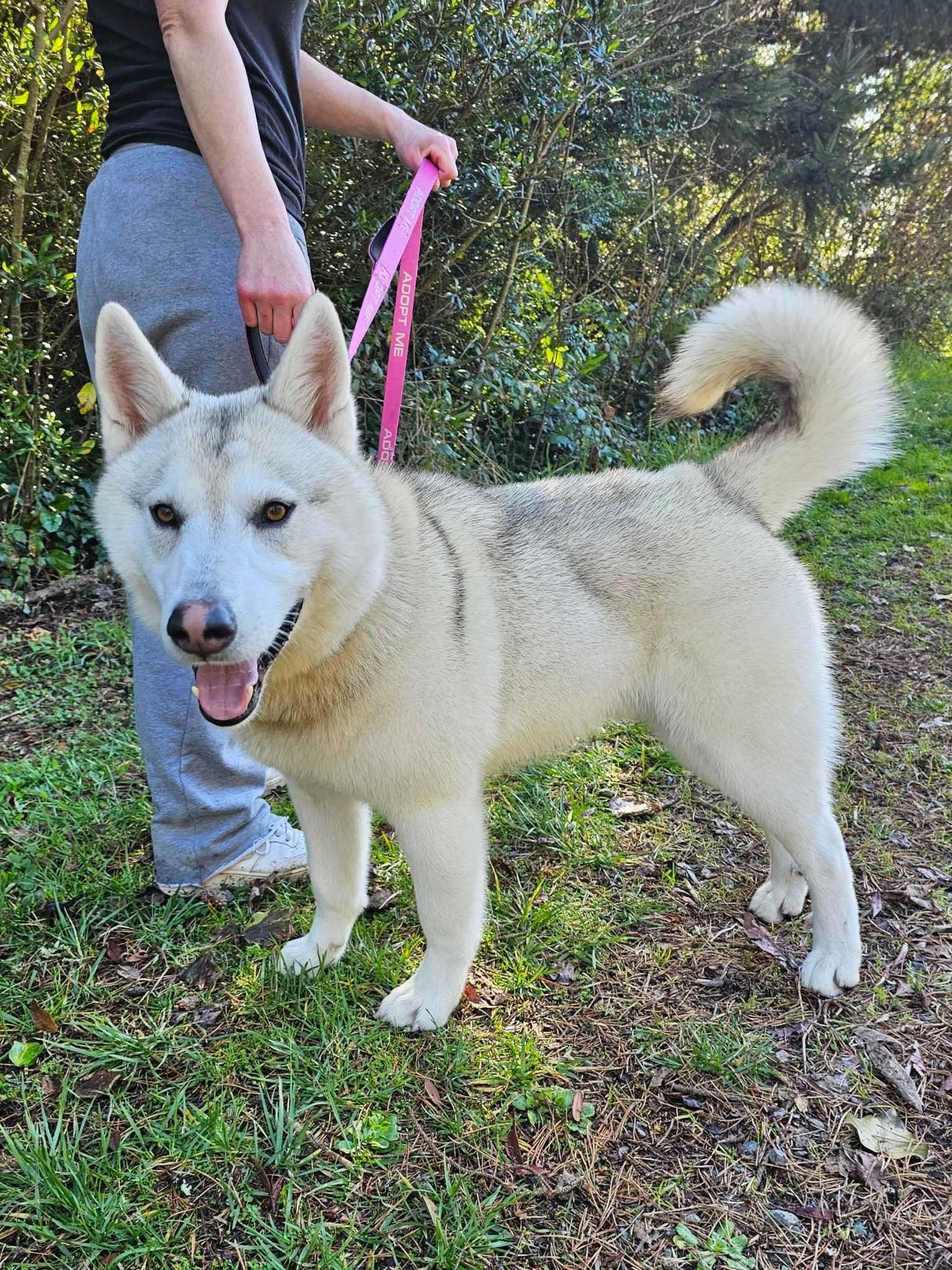 Enlarge Dino, a Adoptable Husky in Vancouver, WA image 2/5