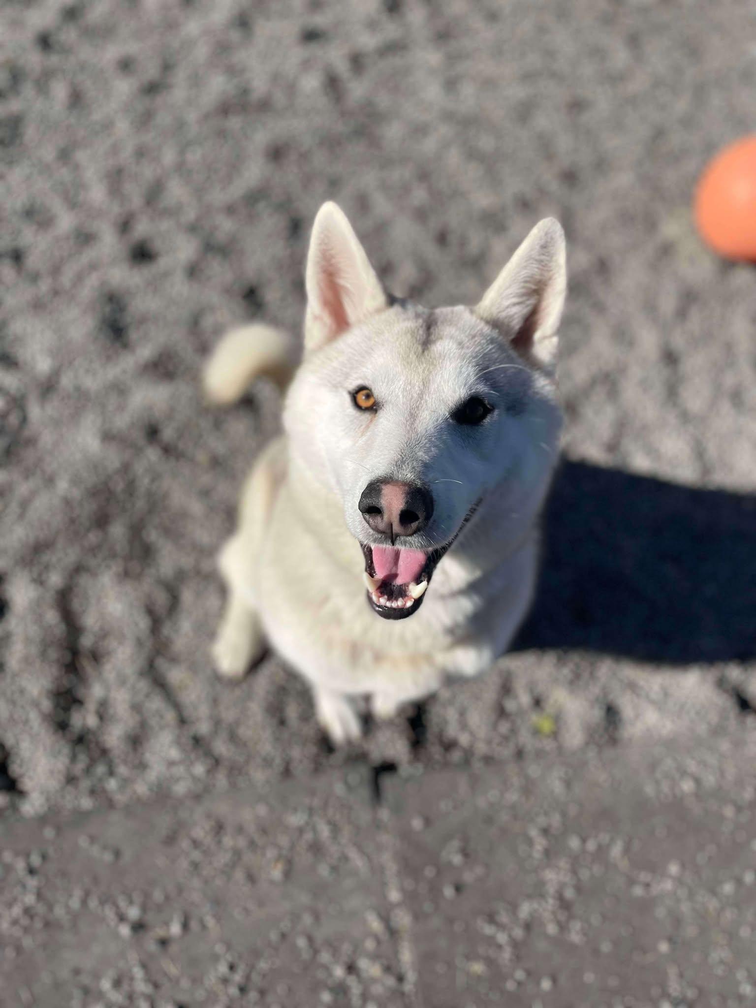 Enlarge Dino, a Adoptable Husky in Vancouver, WA image 3/5