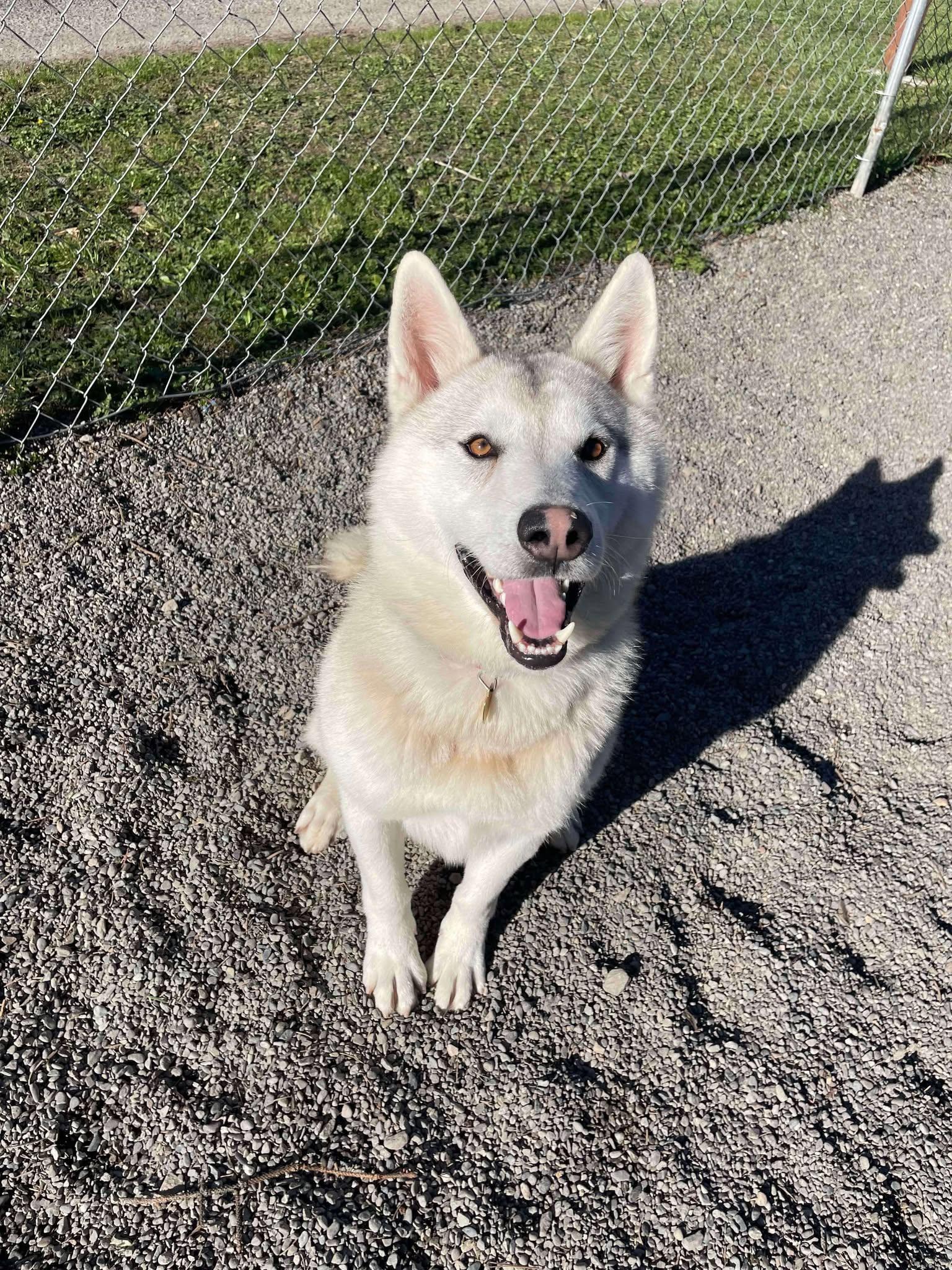 Enlarge Dino, a Adoptable Husky in Vancouver, WA image 4/5