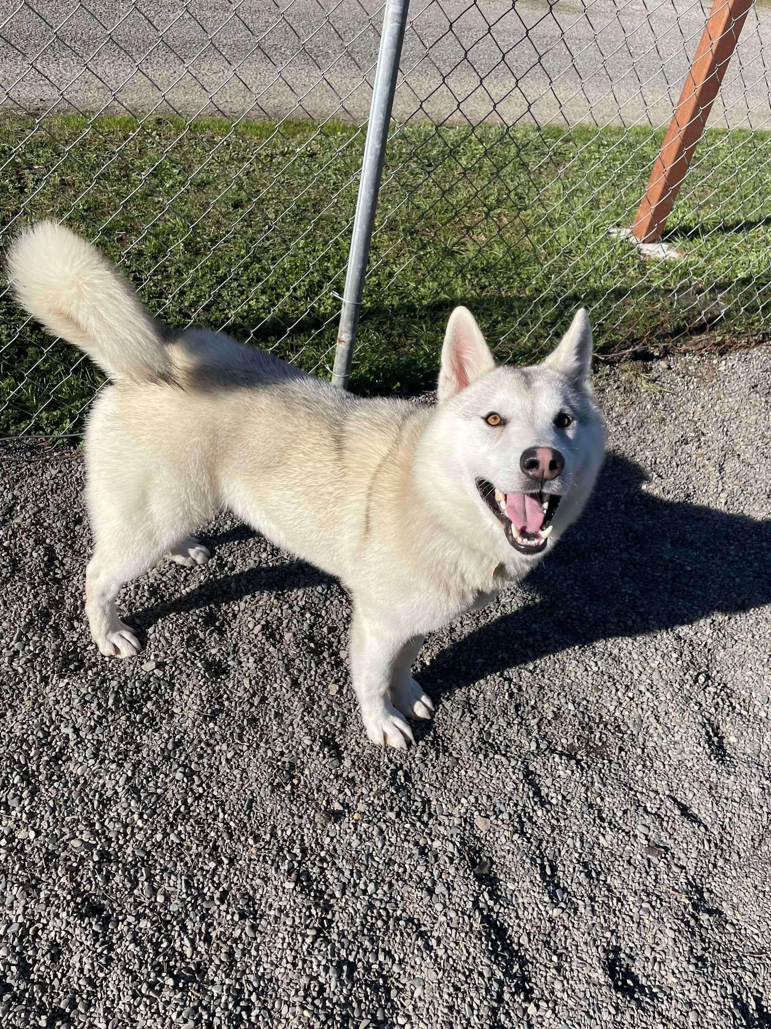 Enlarge Dino, a Adoptable Husky in Vancouver, WA image 5/5