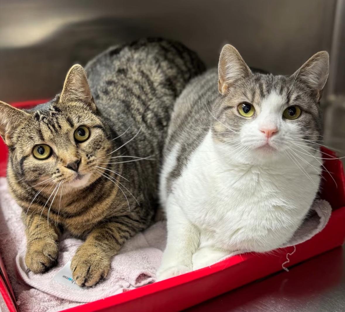 Enlarge Cara and Maeve, a Adoptable Domestic Short Hair in New Haven, CT image 1/2