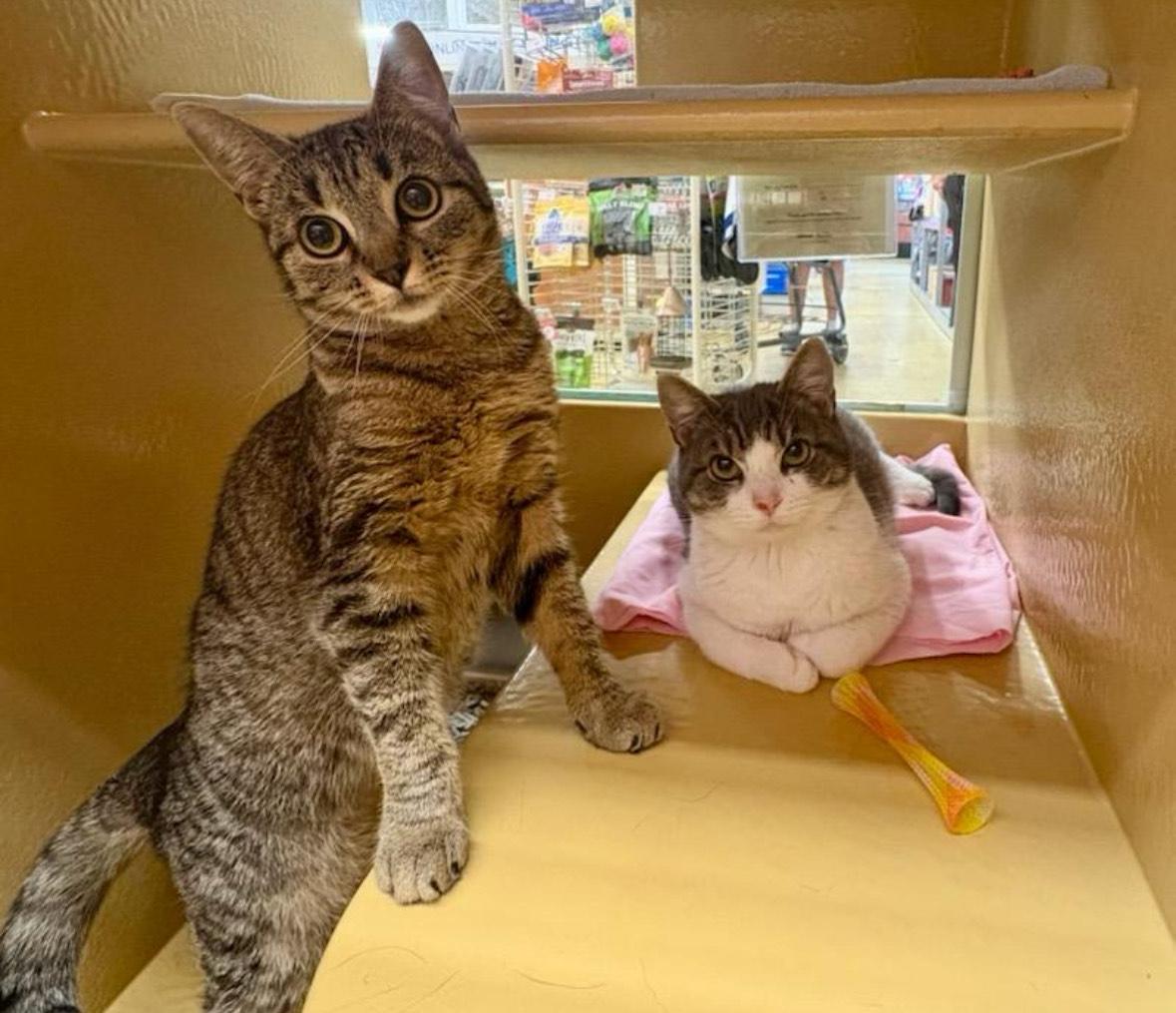 Cara and Maeve, Adoptable, Young Female Domestic Short Hair.