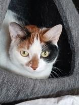Enlarge Gretl, a ADOPTABLE Calico in Waterdown, ON image 1/1