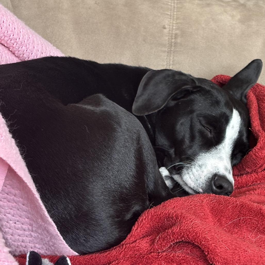 Mousey, Adoptable, Adult Female Labrador Retriever.