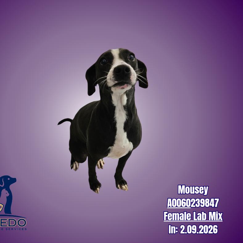 Enlarge Mousey, a Adoptable Labrador Retriever in Chicago, IL image 2/6