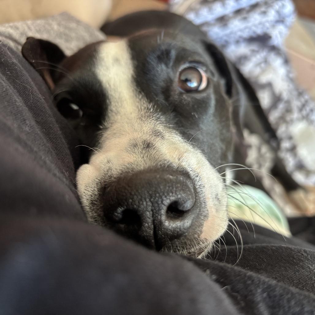 Enlarge Mousey, a Adoptable Labrador Retriever in Chicago, IL image 3/6