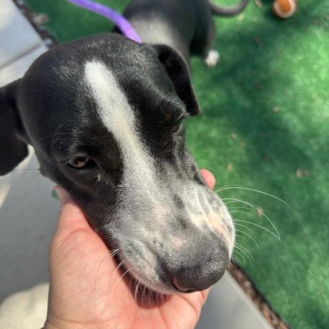 Enlarge Mousey, a Adoptable Labrador Retriever in Chicago, IL image 4/6