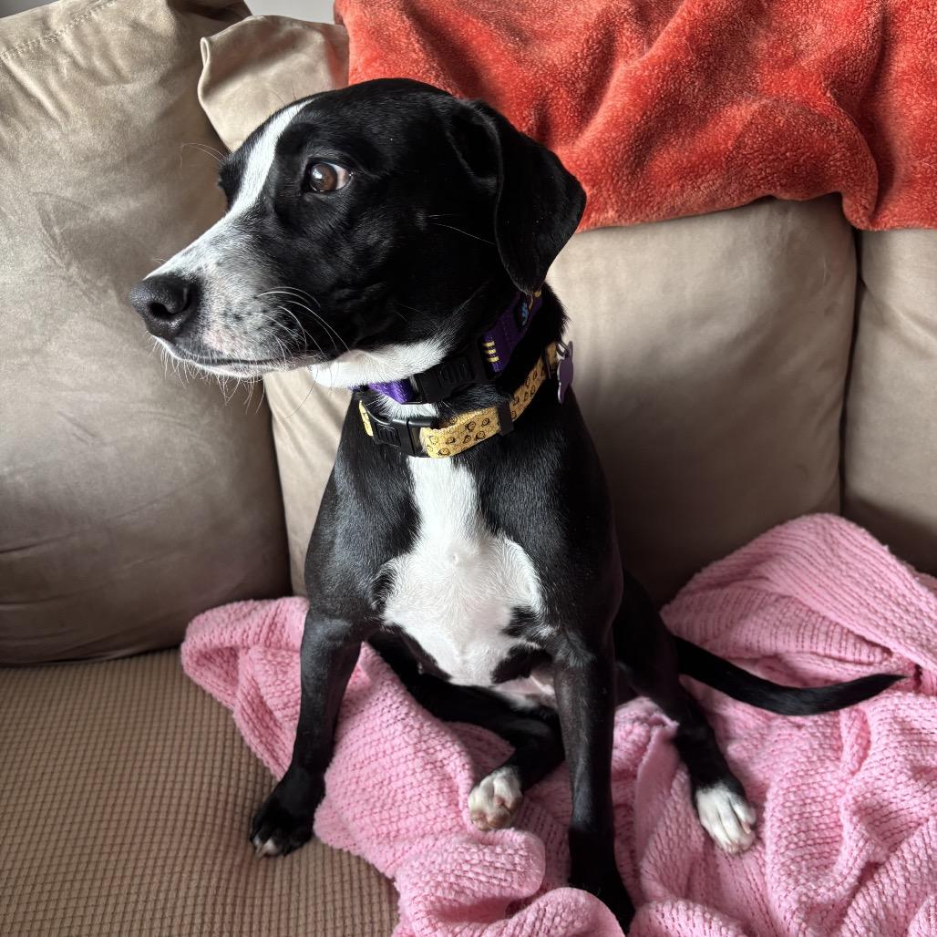 Enlarge Mousey, a Adoptable Labrador Retriever in Chicago, IL image 5/6