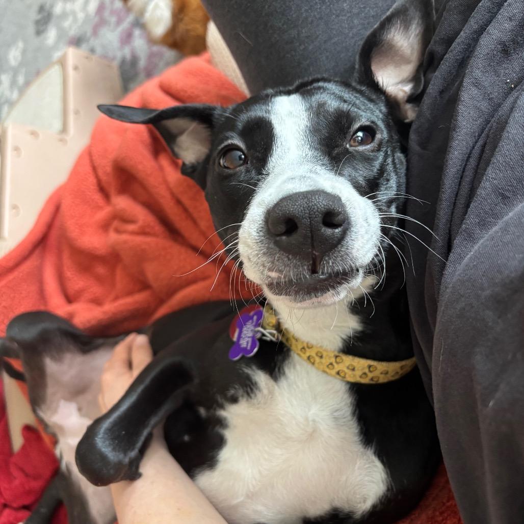 Enlarge Mousey, a Adoptable Labrador Retriever in Chicago, IL image 6/6