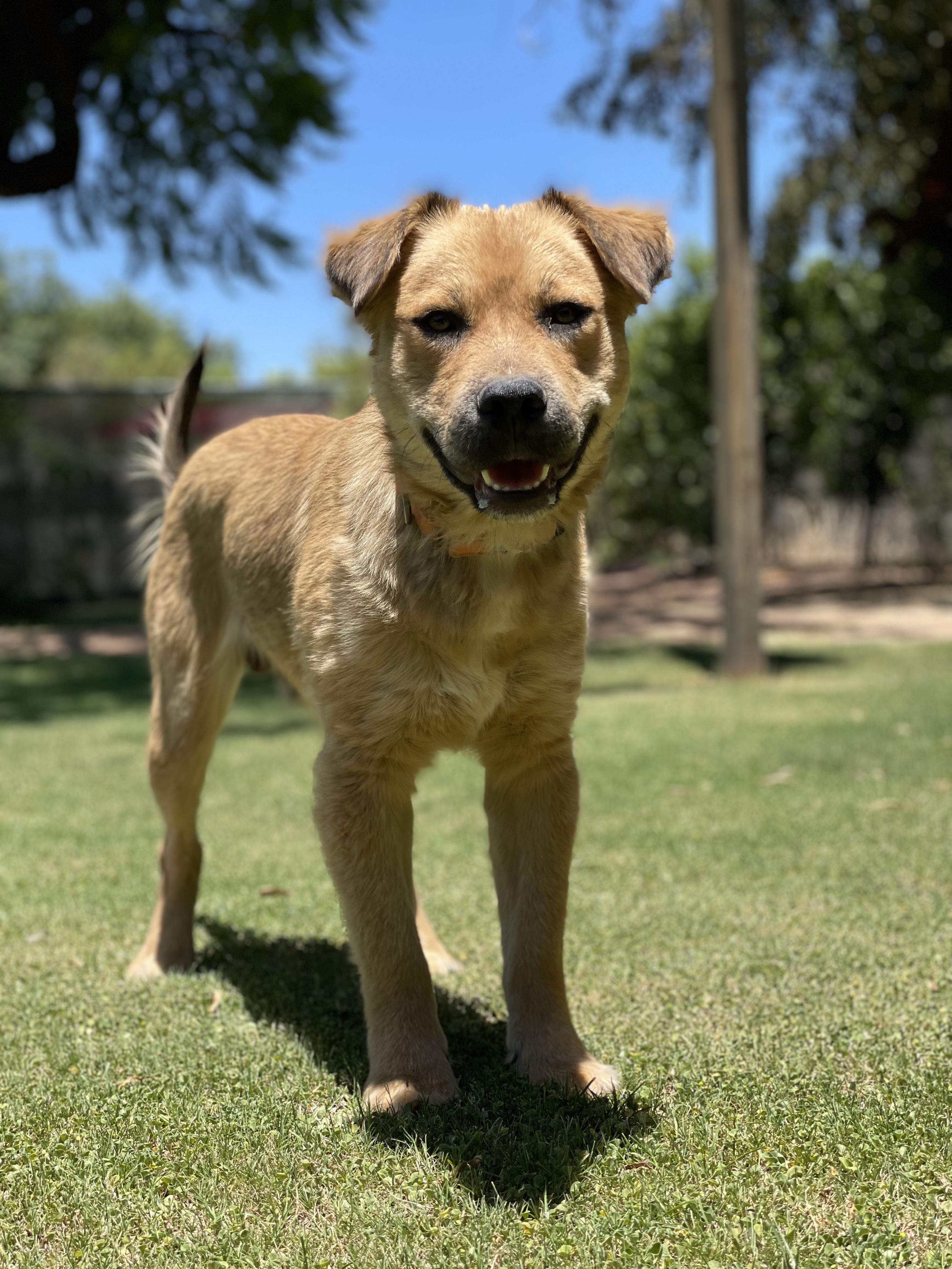 Dog for adoption Cypress, a Pit Bull Terrier & Golden Retriever Mix in Peoria, AZ Petfinder