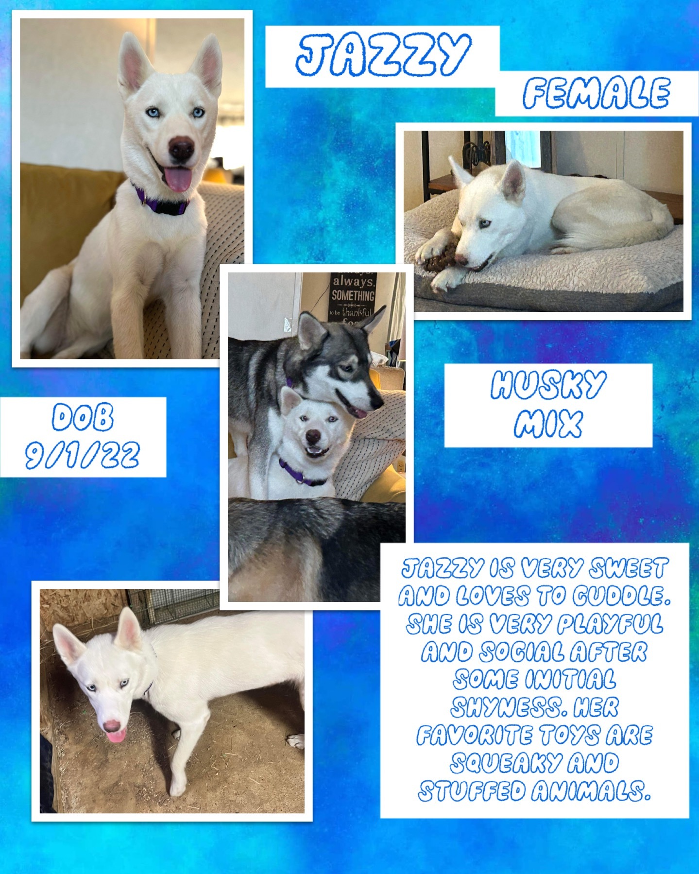 Dog for adoption Jazzy, a Siberian Husky in Kennewick, WA Petfinder