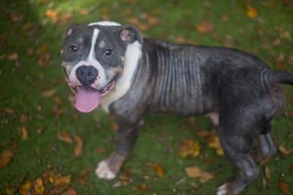 Edgar, a Adoptable mixed breed in Gainesville, FL image 1/3