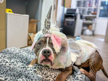 Edgar, a Adoptable mixed breed in Gainesville, FL image 3/3