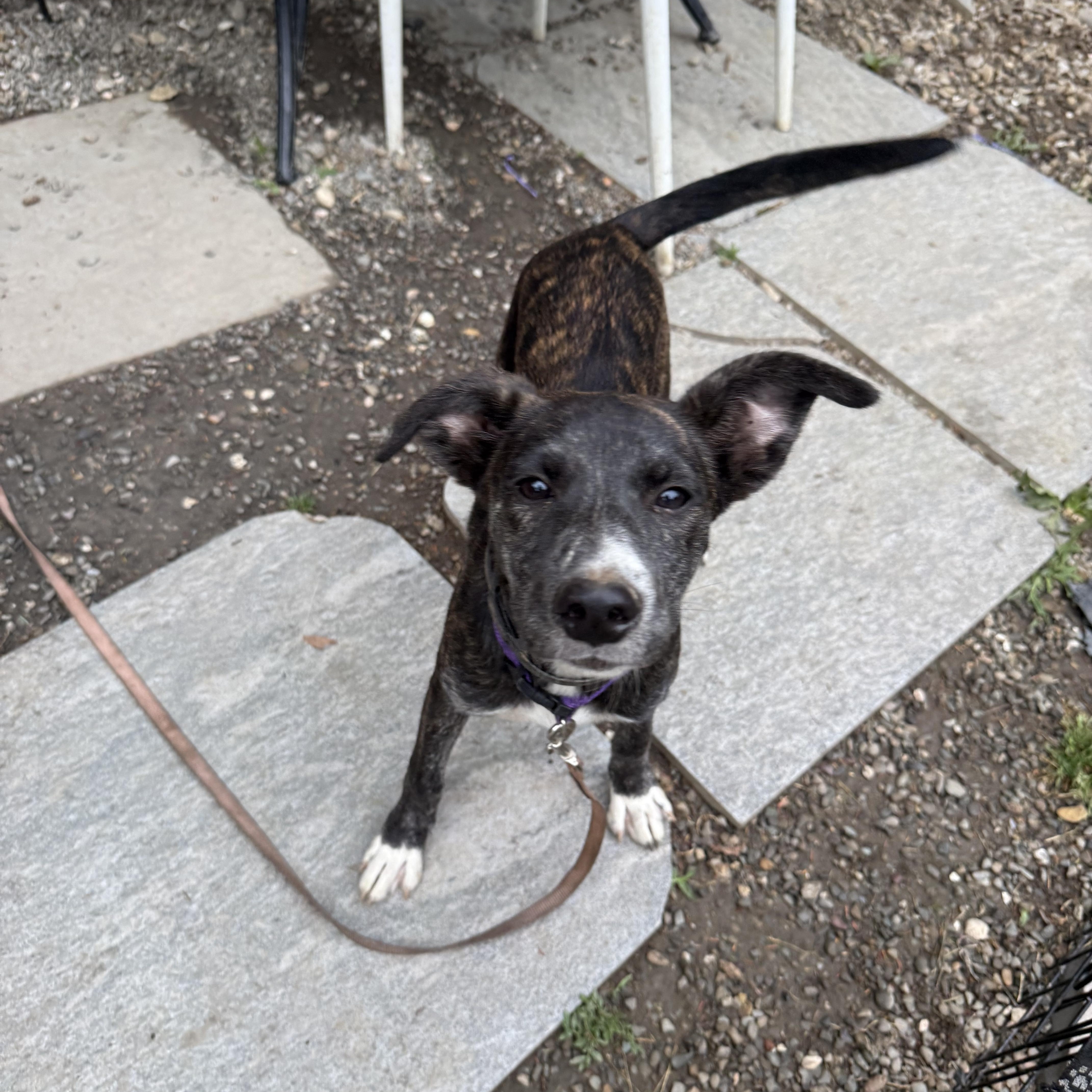 Olive, a ADOPTABLE mixed breed in Danbury, CT image 1/6