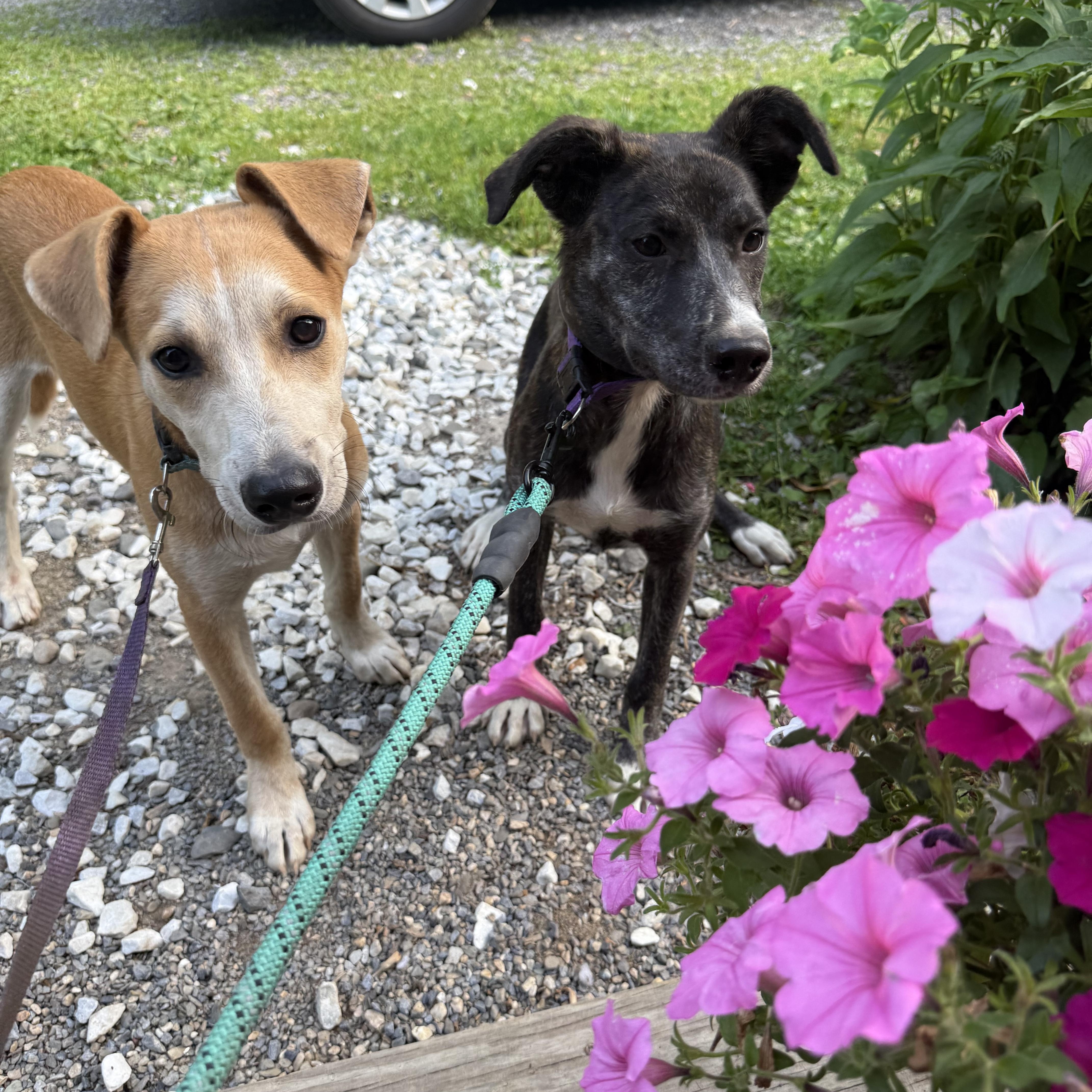 Olive, a ADOPTABLE mixed breed in Danbury, CT image 4/6