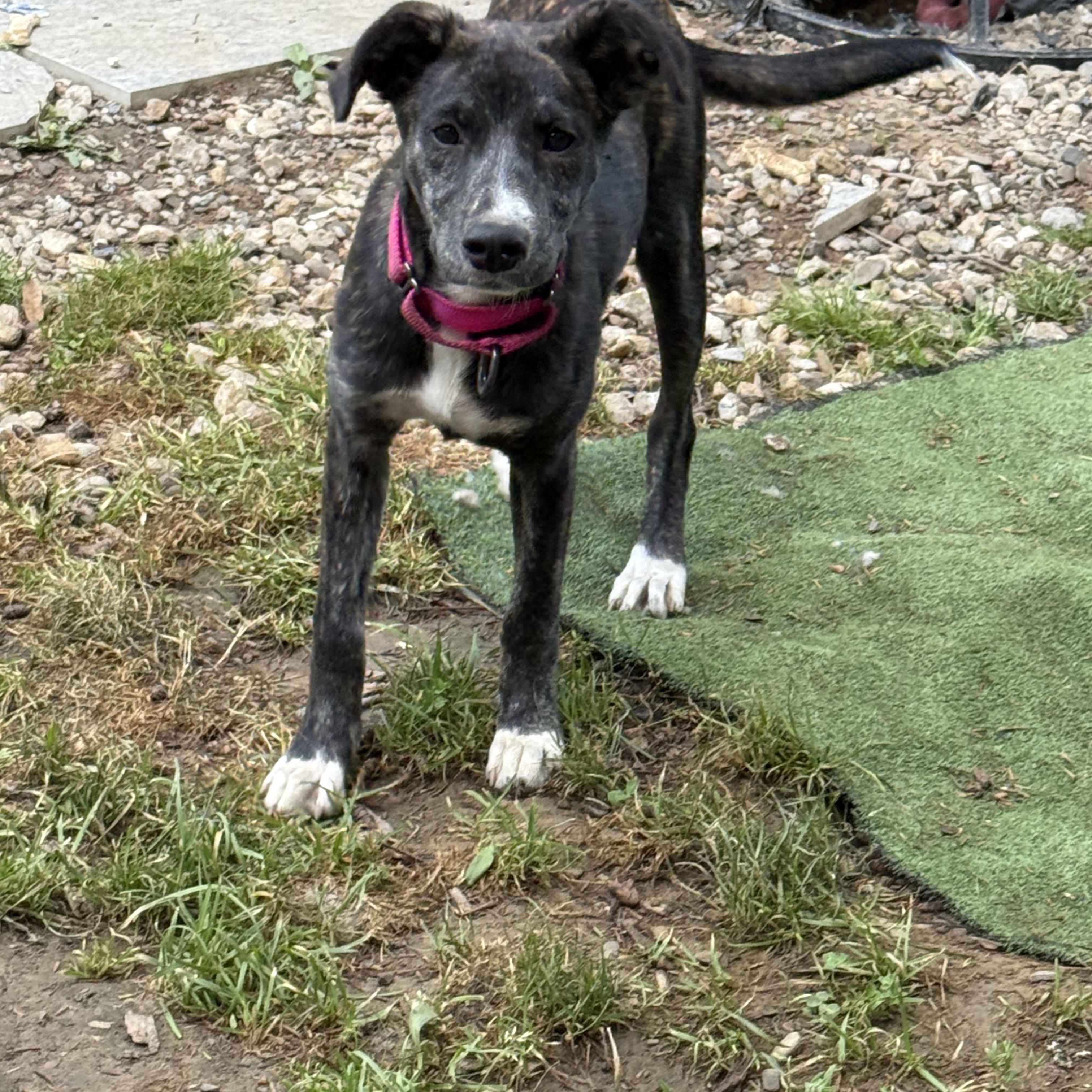 Olive, a ADOPTABLE mixed breed in Danbury, CT image 2/6