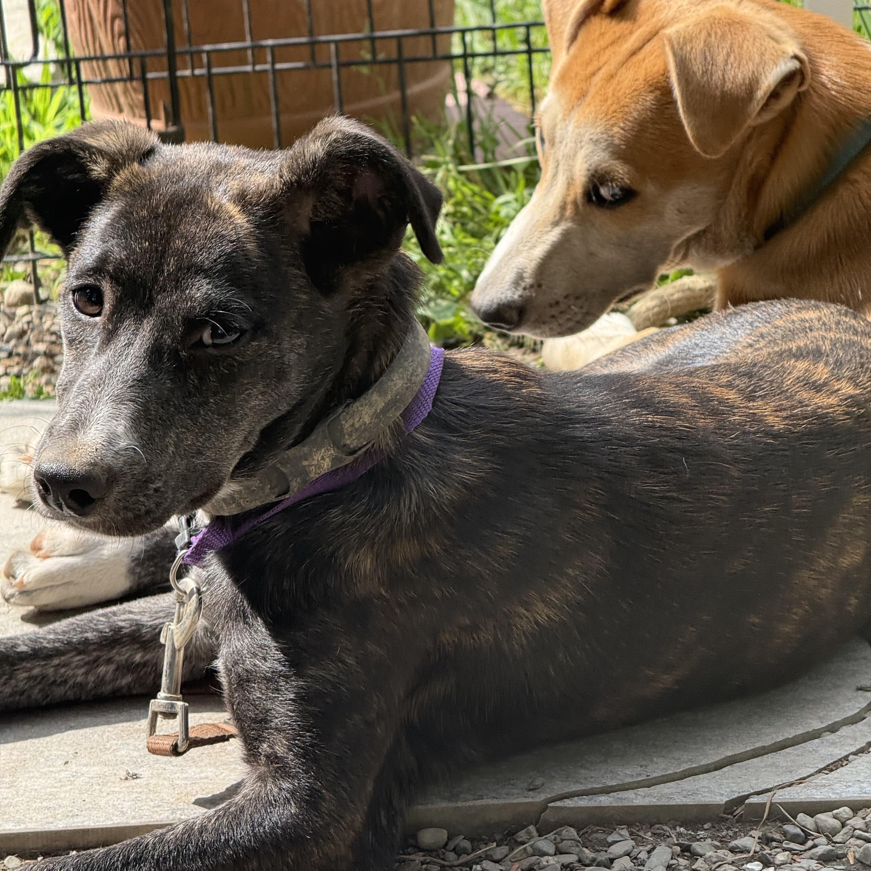 Olive, a ADOPTABLE mixed breed in Danbury, CT image 5/6